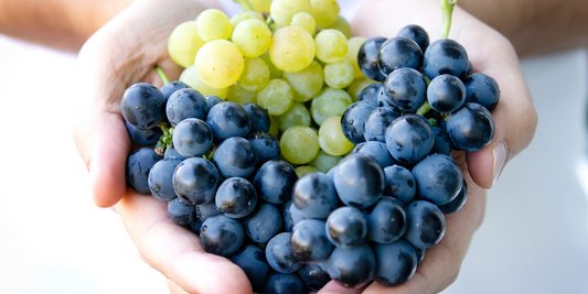 Vitis Vinifera